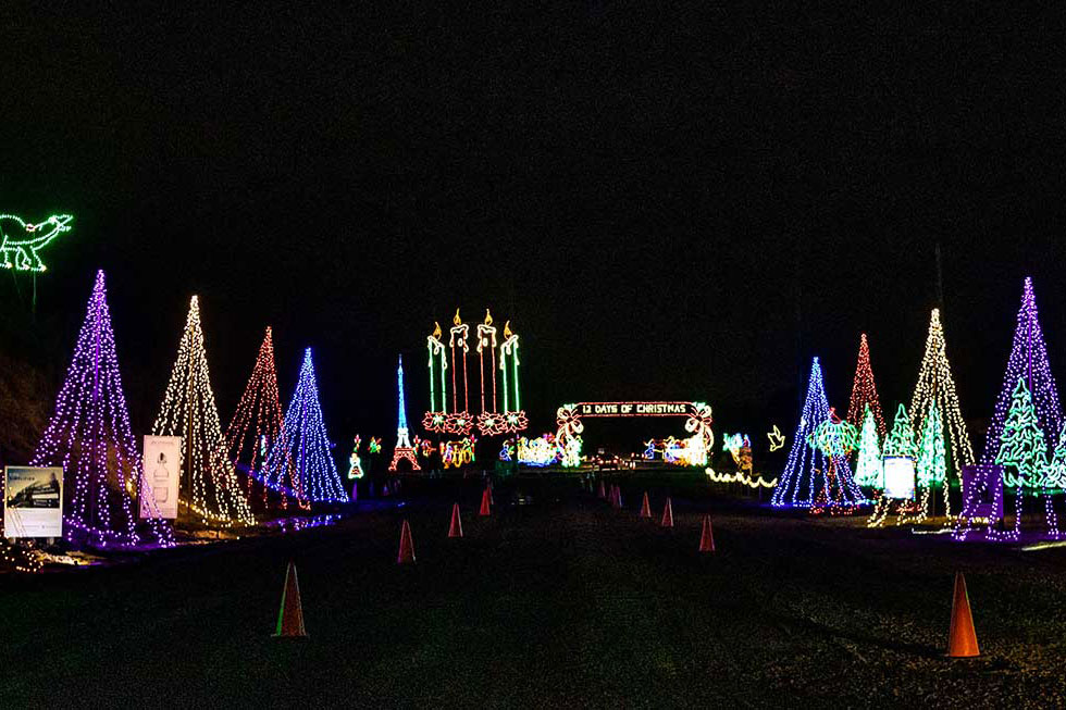 christmas trees decorated with lights Shady brook farms