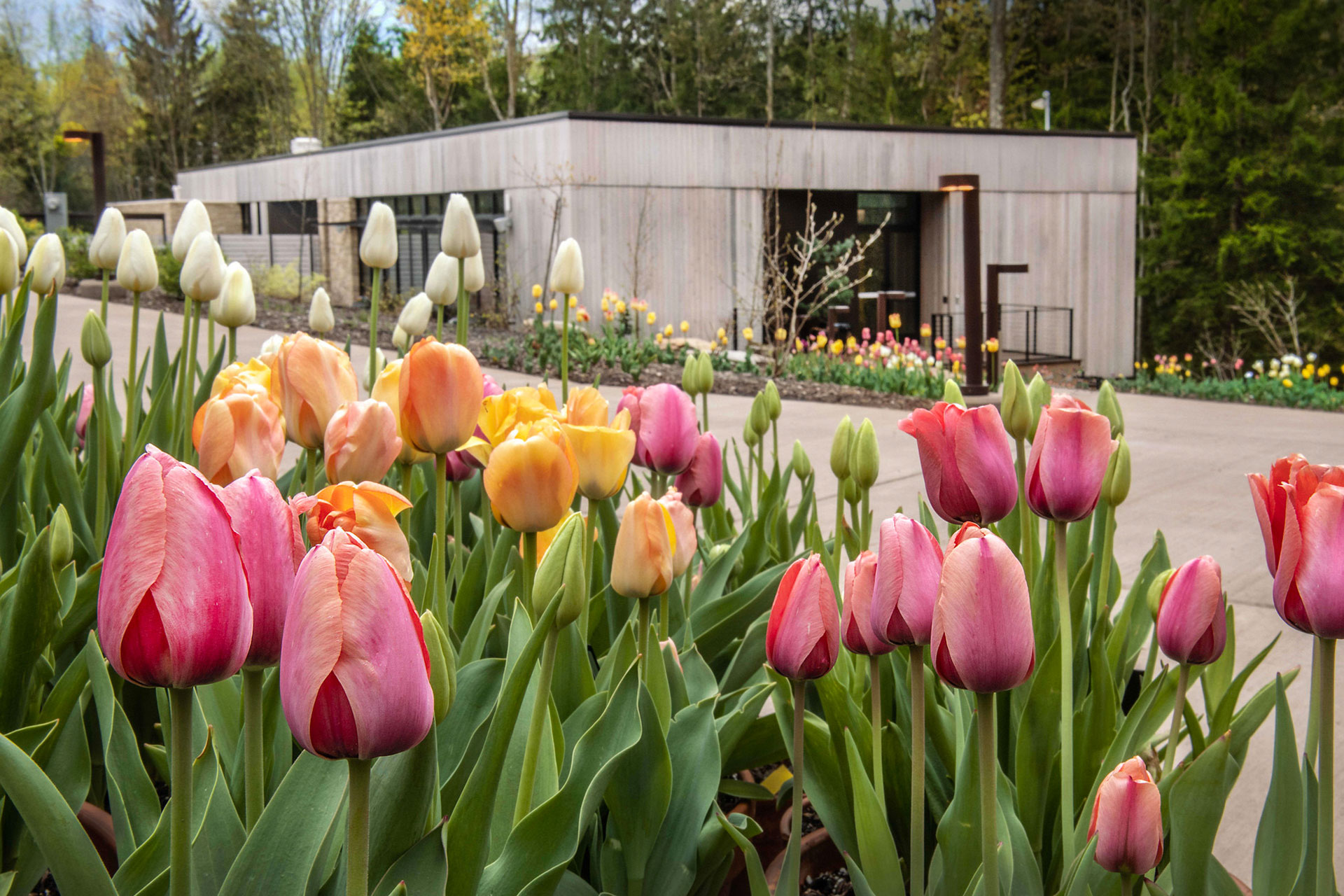 Tulips garden