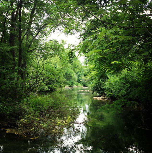 creek in the jungle