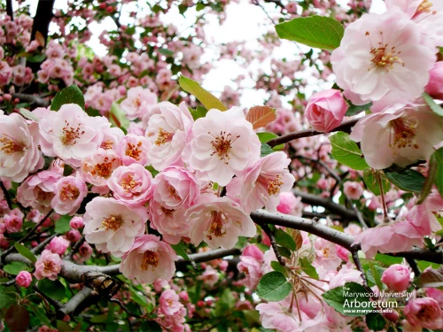 Mountain Laurel Flowers