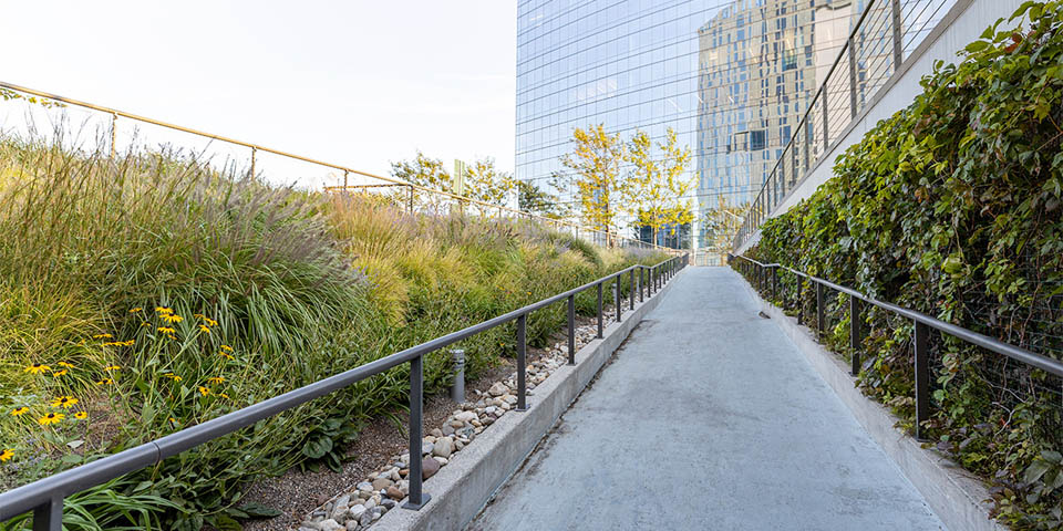 walking trail with green plants on both sides