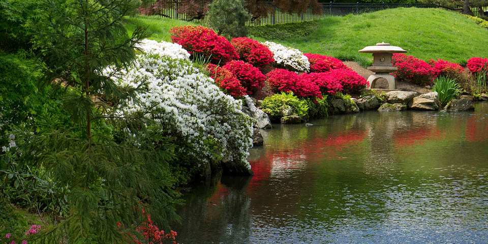 blossoms for trees next to Pond