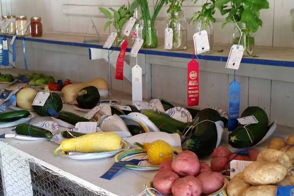 vegetables placed on table