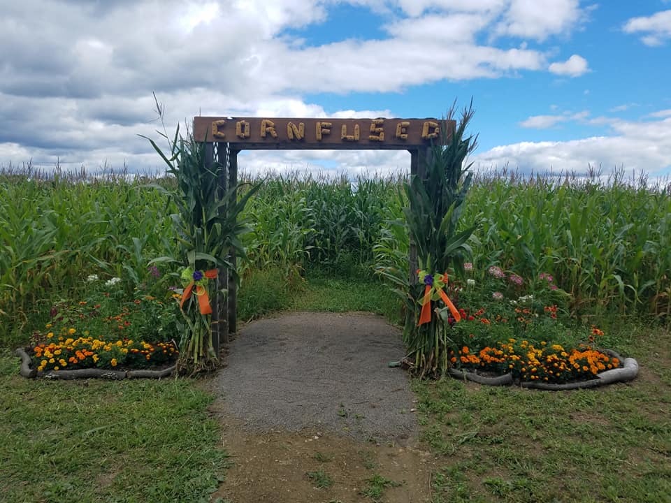 corn maze entrance