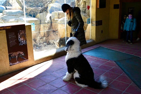 visiting zoo with Dog