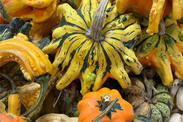 variety of pumpkins