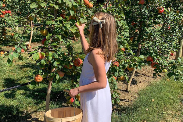 girl picking apples holding bucket on other hand