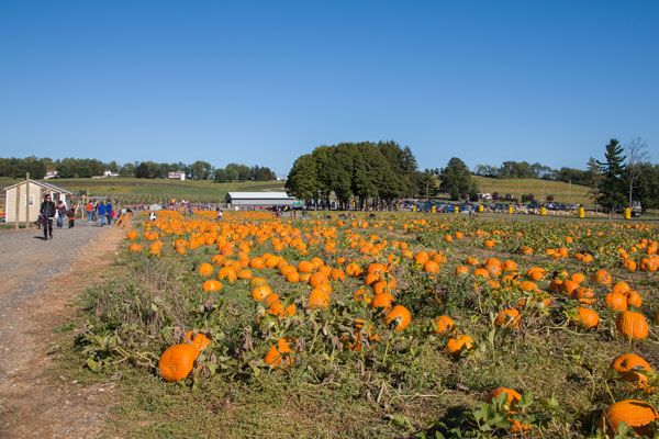 pumkin patch on farm