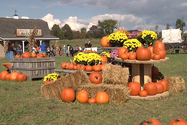 Pumpkins placed in between mums plants hay stack on farm