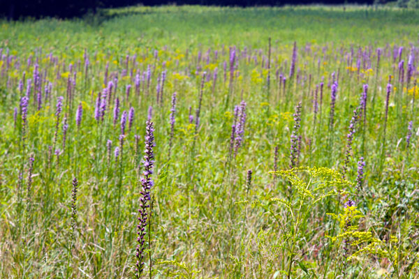 lavender plants