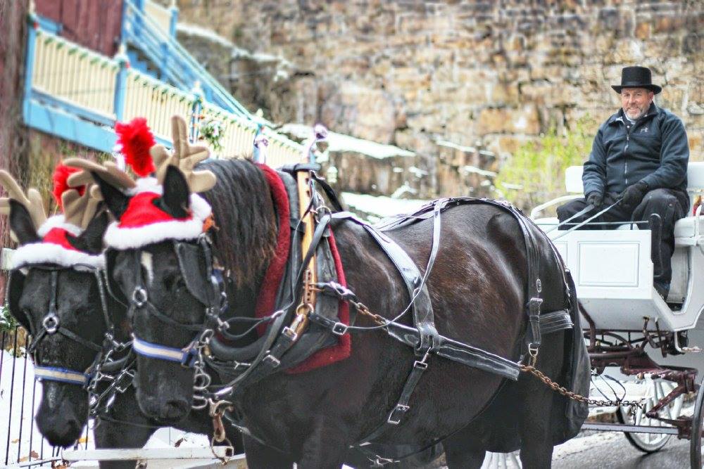 Horse buggy rides