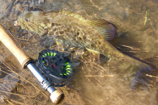 Fish in water placed next to fishing rod