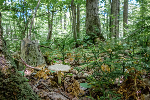 fern plants in forest