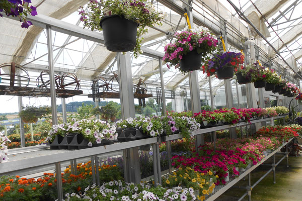 Plants hanging inside Plant farm