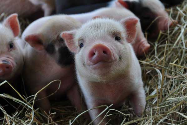 piglets in a frame