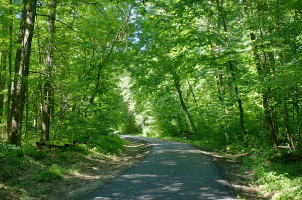 Trail thru the woods