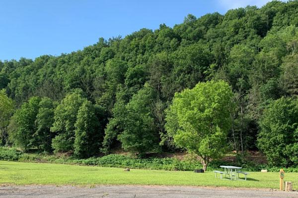 green lush forest behind campground site