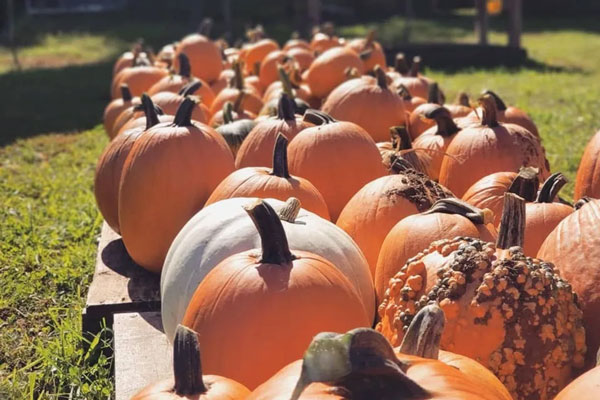 pumpkins on wooden palet