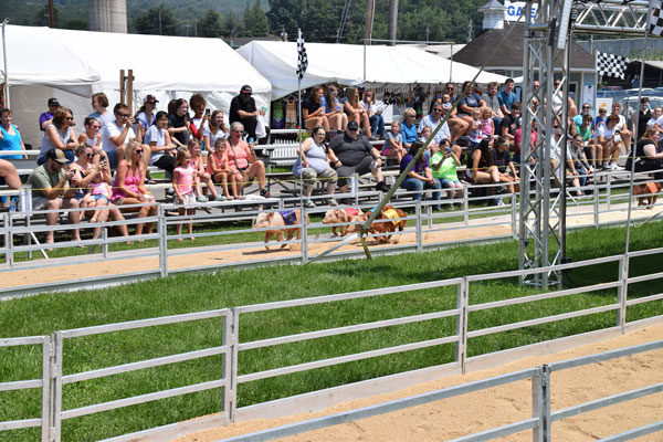 people watching pigs racing