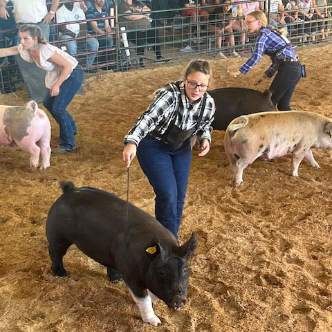 pig training with stick