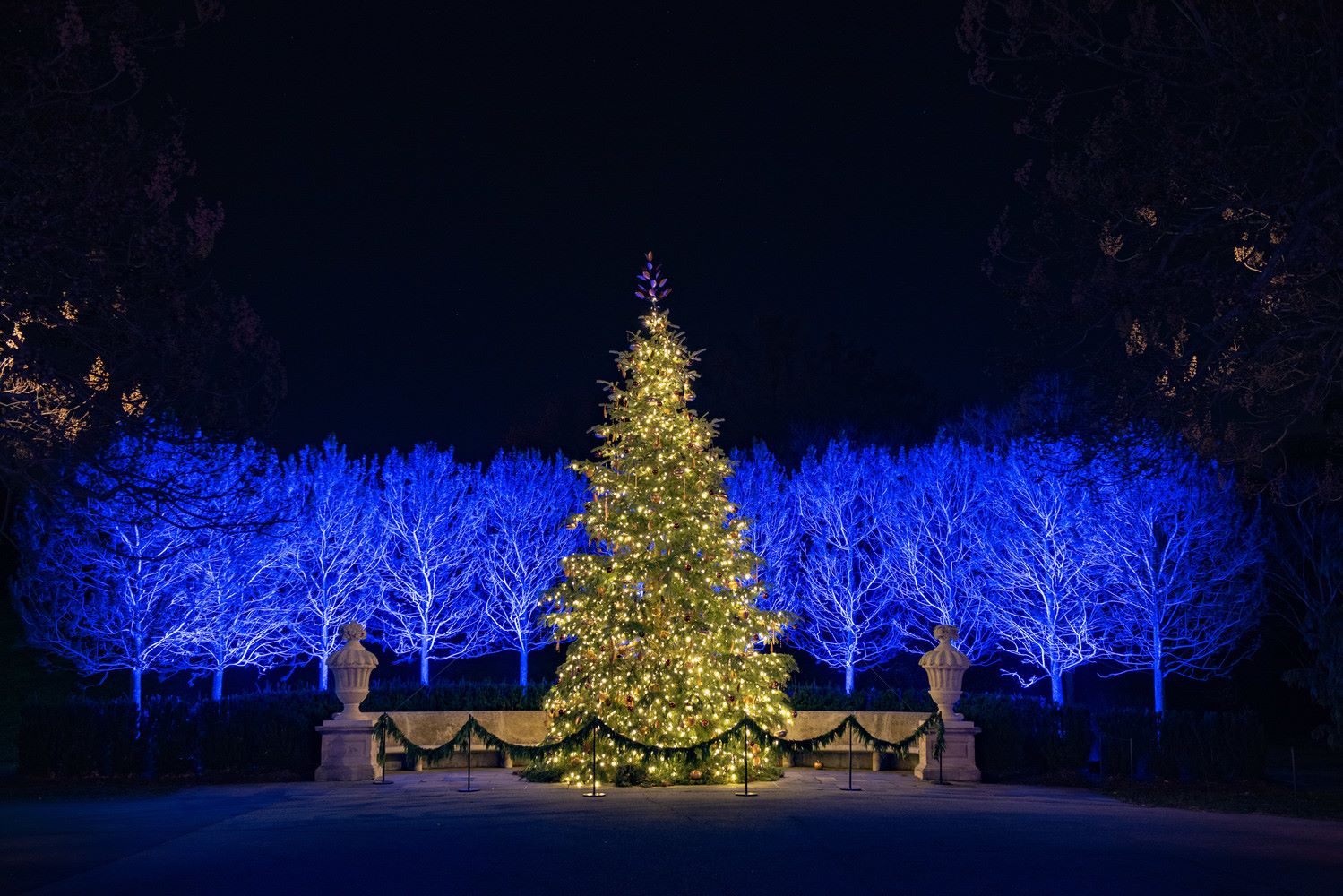 Christmas Tree decorated with lights 