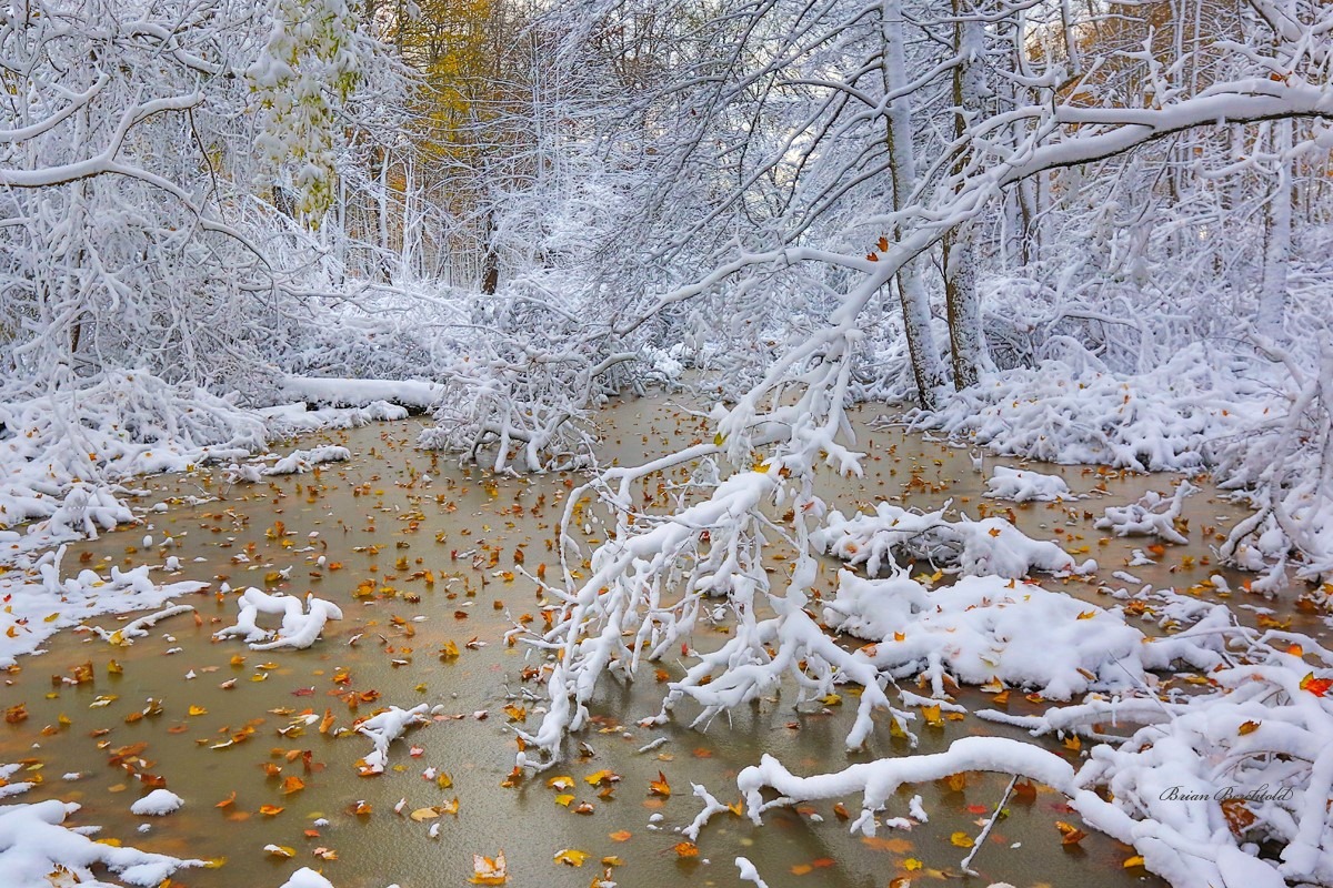 Snow covered wooded area