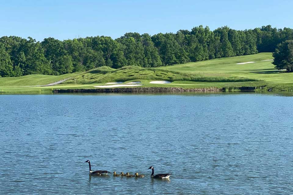 pond in the middle of Golf Course