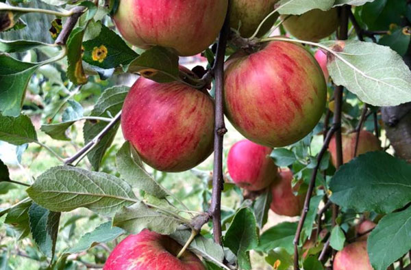 apples on tree