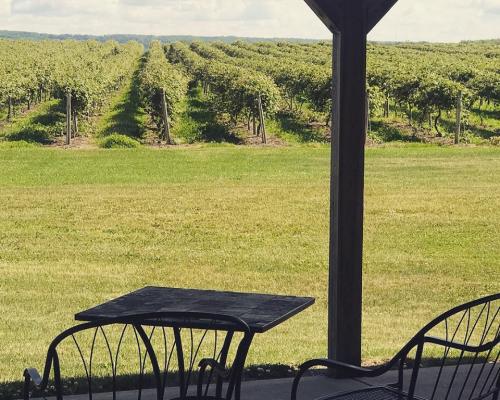 view of vineyard