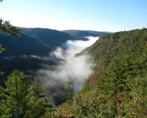 Tioga State Forest