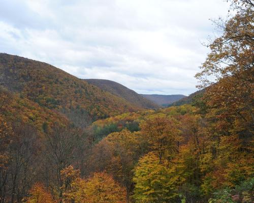 Tiadaghton State Forest 2