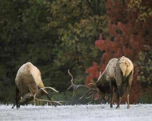 elks fighting