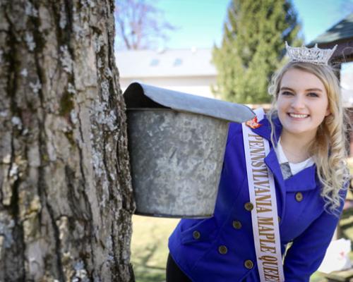 pennsylvania maple queen next to map tree