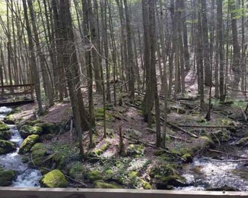 bald eagle state forest