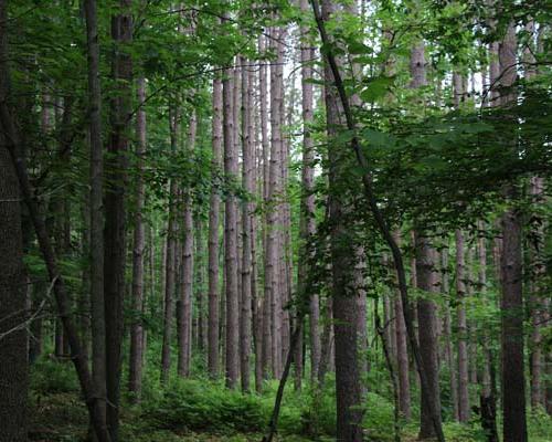 Leonard Harrison State Park