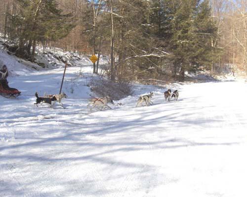 Loyalsock State Forest