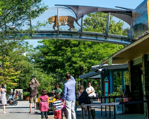 tiger walking over the bridge at zoo