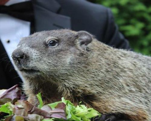 Punxsutawney Phil