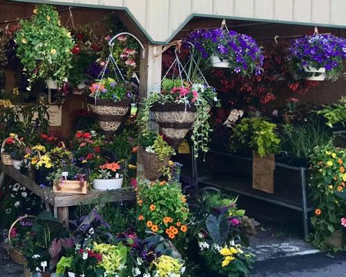 plants for sale Green Dragon Farmers Market