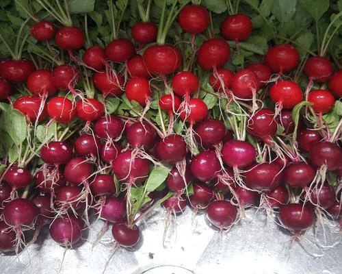 fresh produce of red radish 