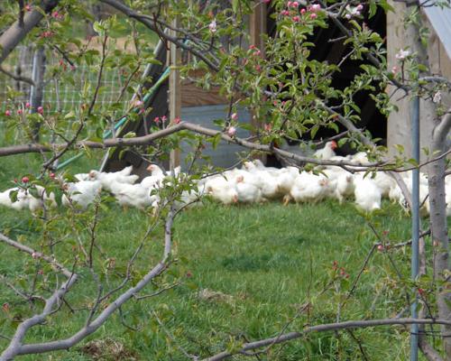 white chicken on farm