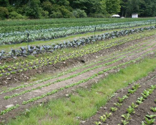 Farm field with veggies Tunkhannock Farmers Market