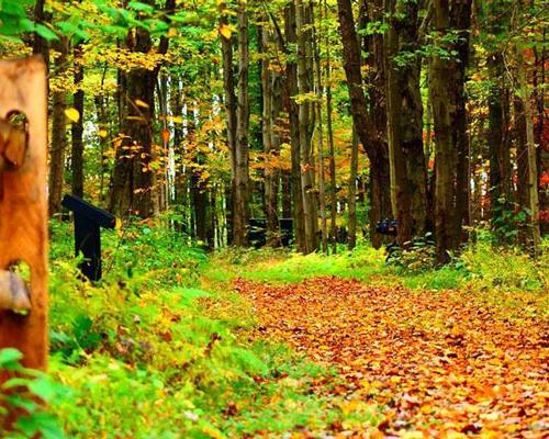 trail covered with foliage