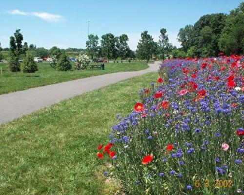 colorful flowers on Perkiomen Trail