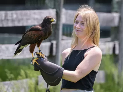 Falconry Experience in the Poconos! 